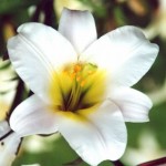 small White.Flower small White.Flower